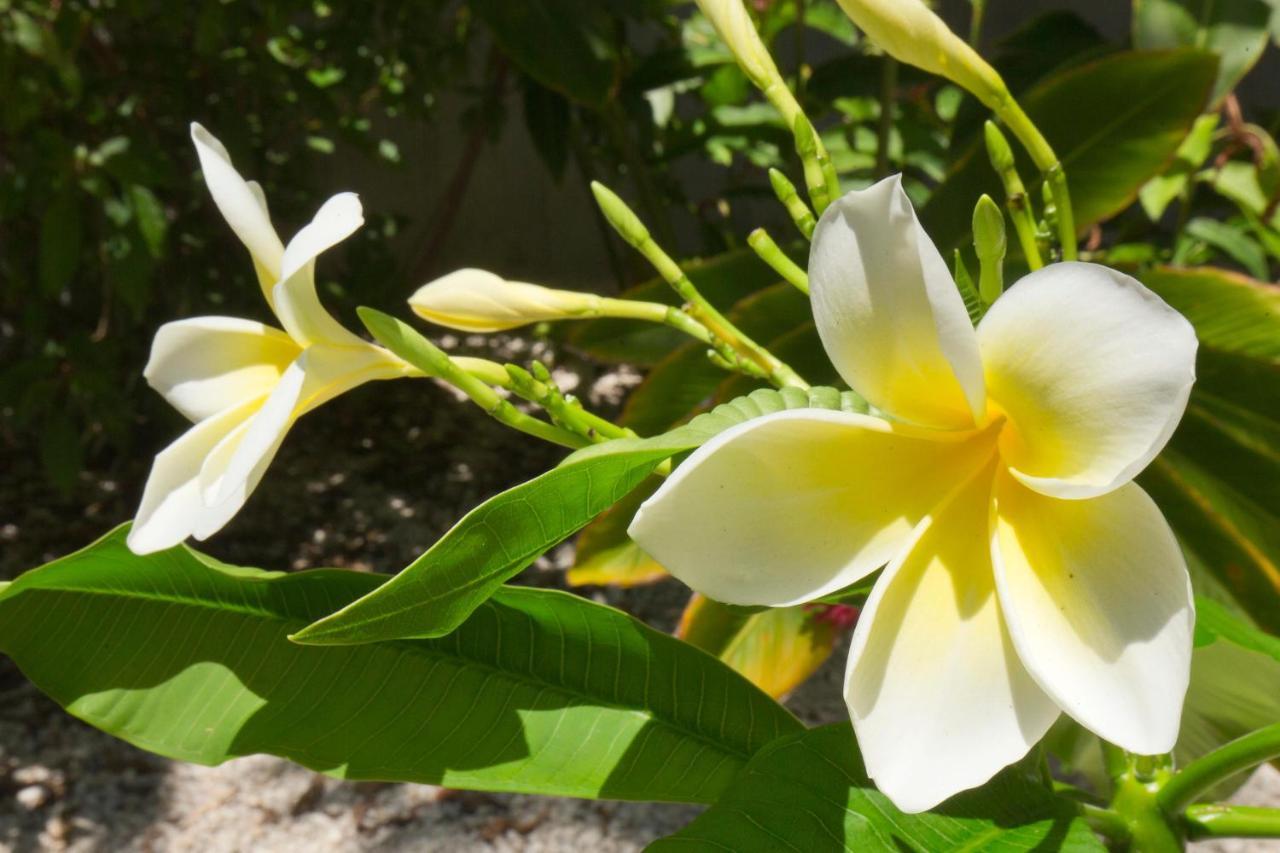 Leaward Isle Island Retreat Villa Key West Bagian luar foto